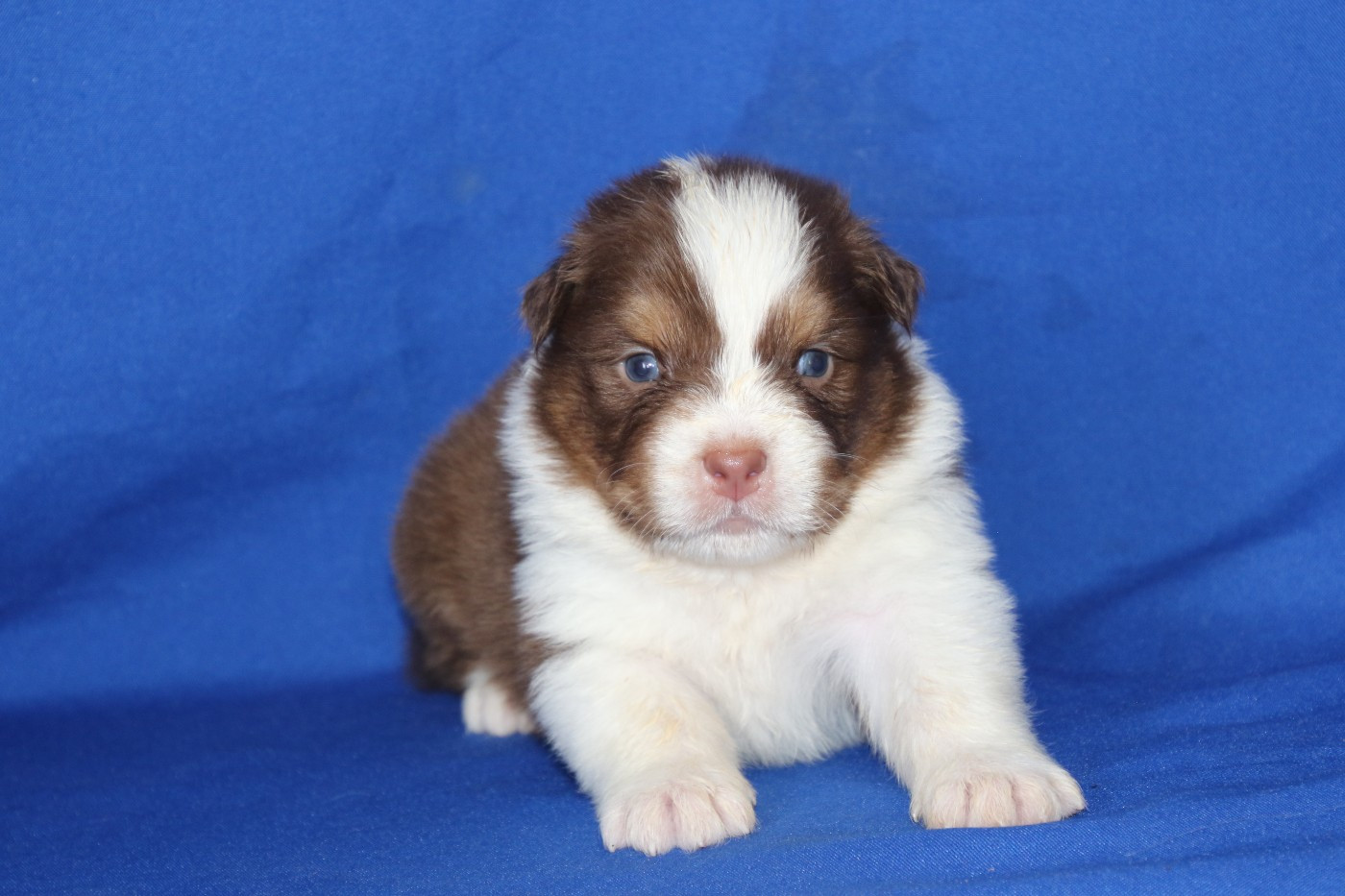 Du Domaine De La Canurie - Chiots disponibles - Berger Australien