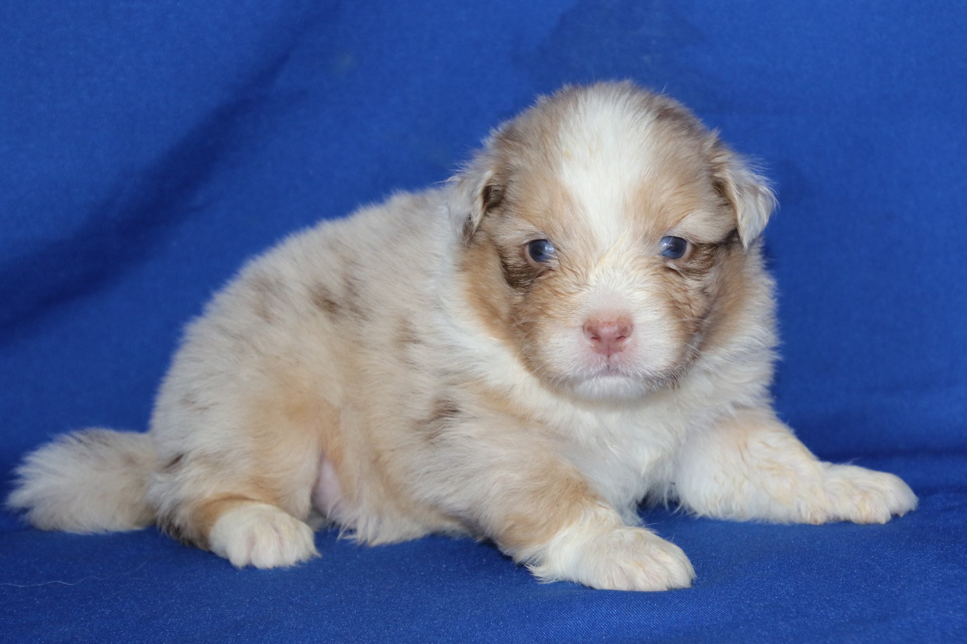 Du Domaine De La Canurie - Chiots disponibles - Berger Australien