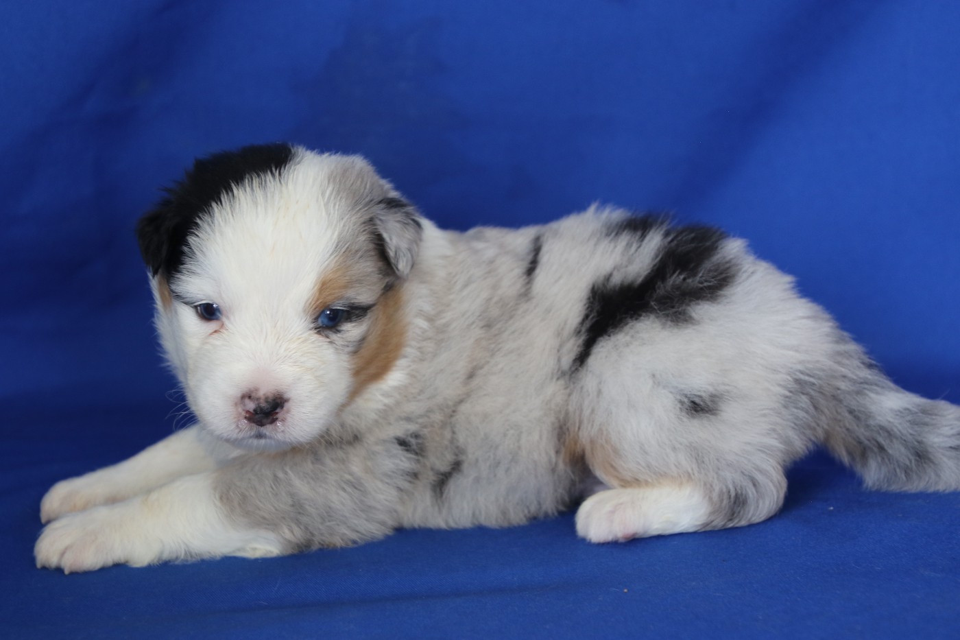 Du Domaine De La Canurie - Chiots disponibles - Berger Australien
