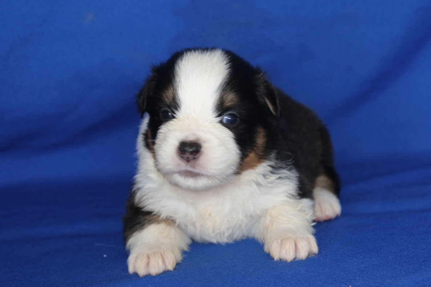Du Domaine De La Canurie - Chiots disponibles - Berger Australien