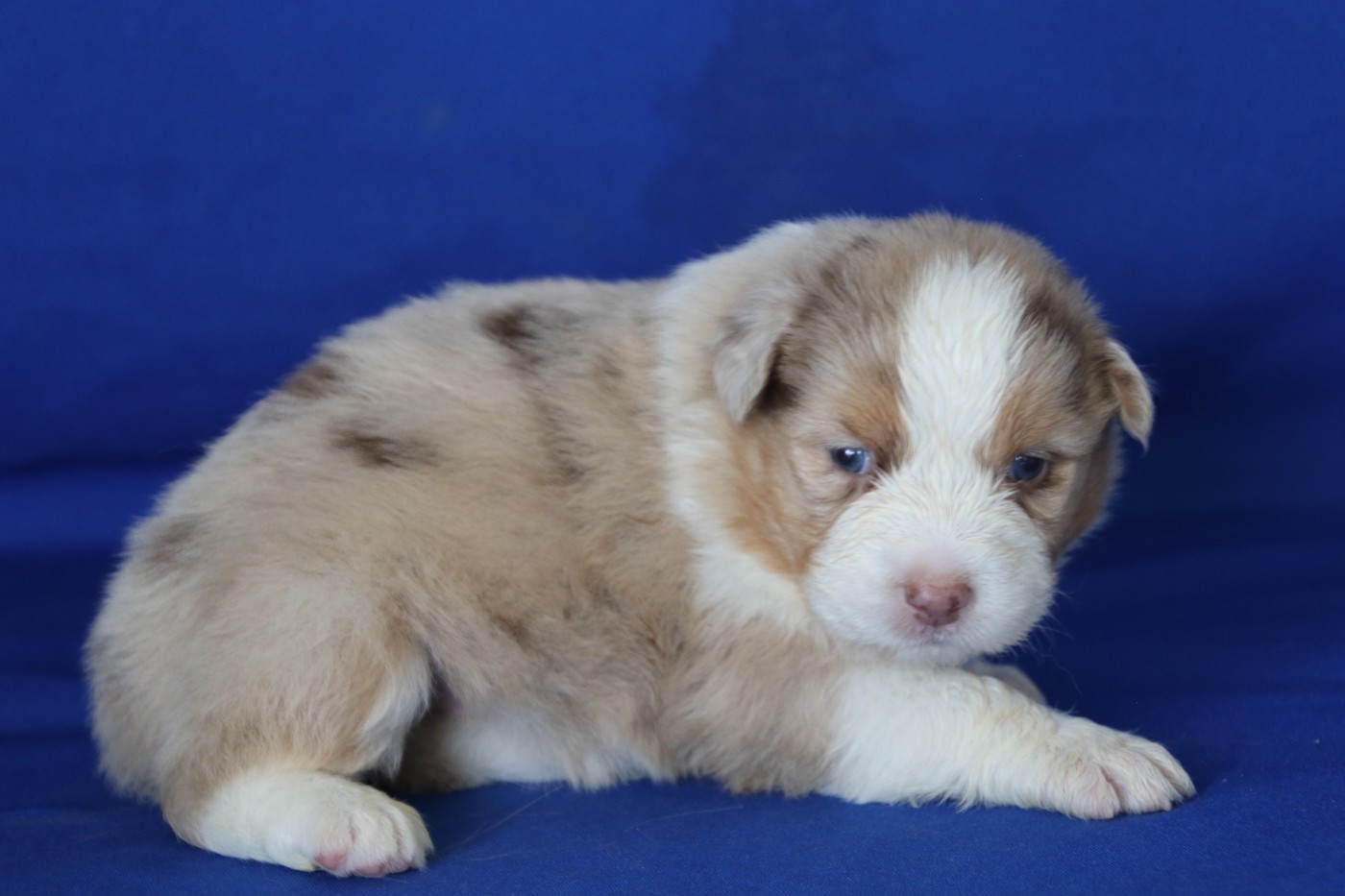 Du Domaine De La Canurie - Chiots disponibles - Berger Australien