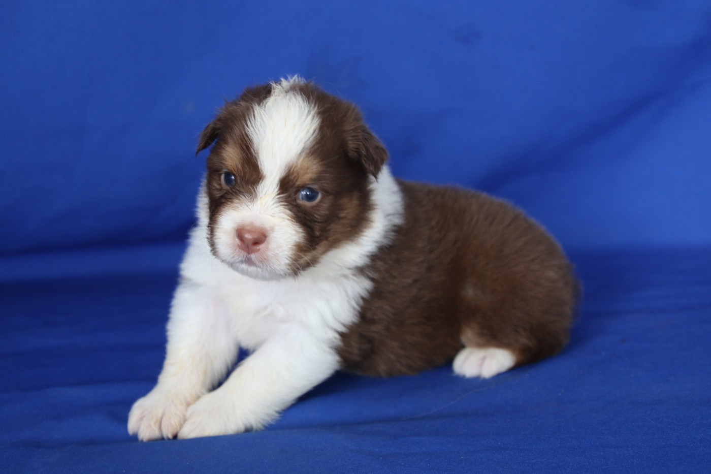Du Domaine De La Canurie - Chiots disponibles - Berger Australien