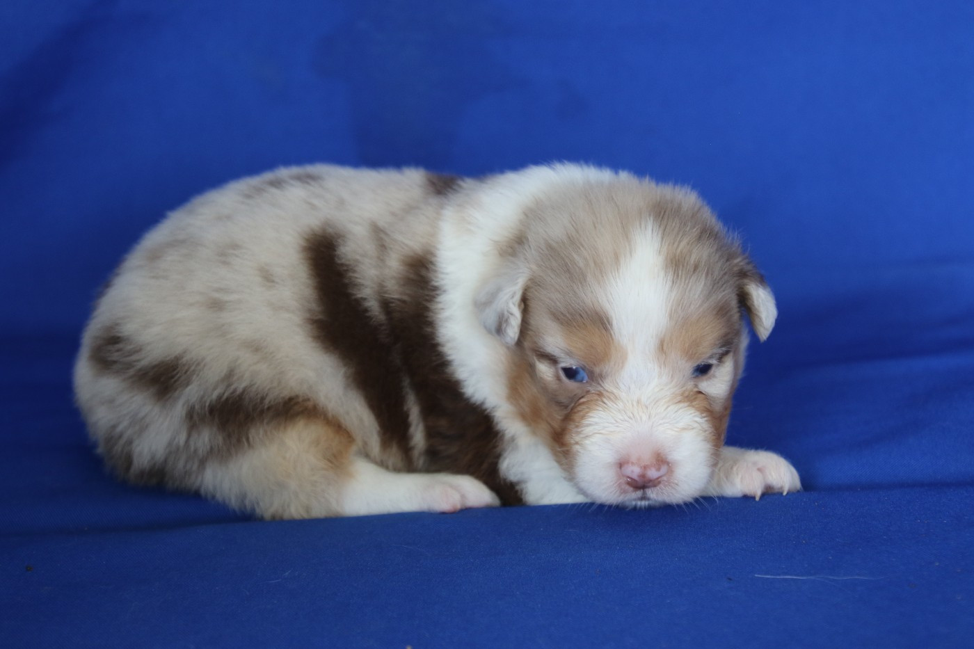 Du Domaine De La Canurie - Chiots disponibles - Berger Australien