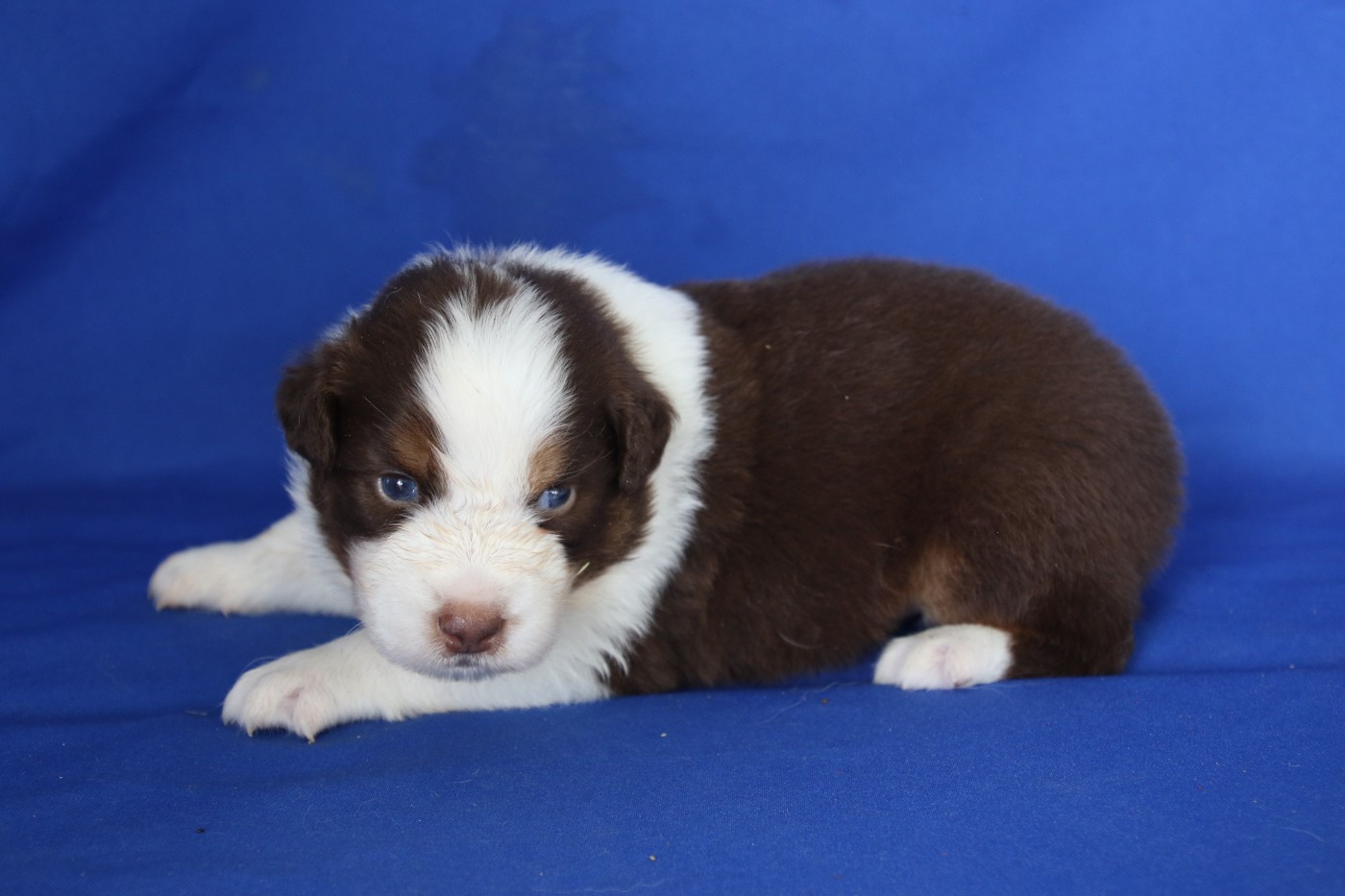 Du Domaine De La Canurie - Chiots disponibles - Berger Australien