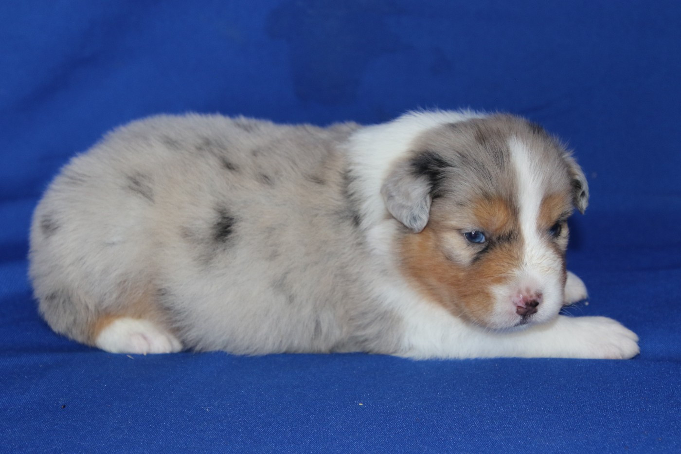 Du Domaine De La Canurie - Chiots disponibles - Berger Australien