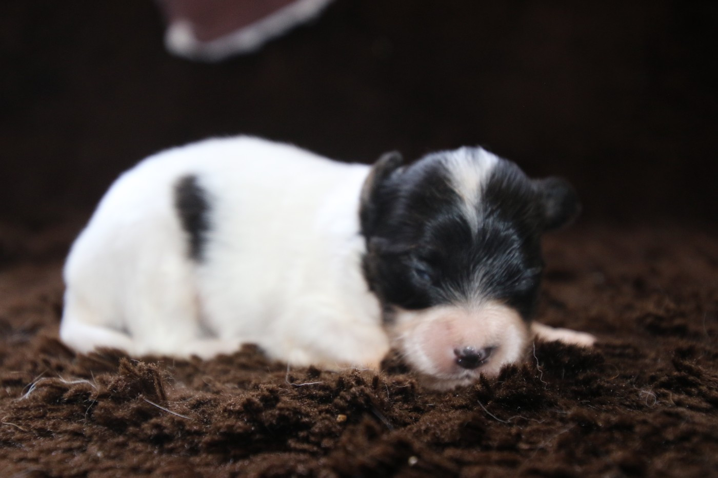 Du Domaine De La Canurie - Chiots disponibles - Epagneul nain Continental (Papillon)