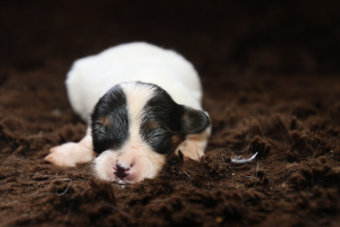 Du Domaine De La Canurie - Chiots disponibles - Epagneul nain Continental (Papillon)