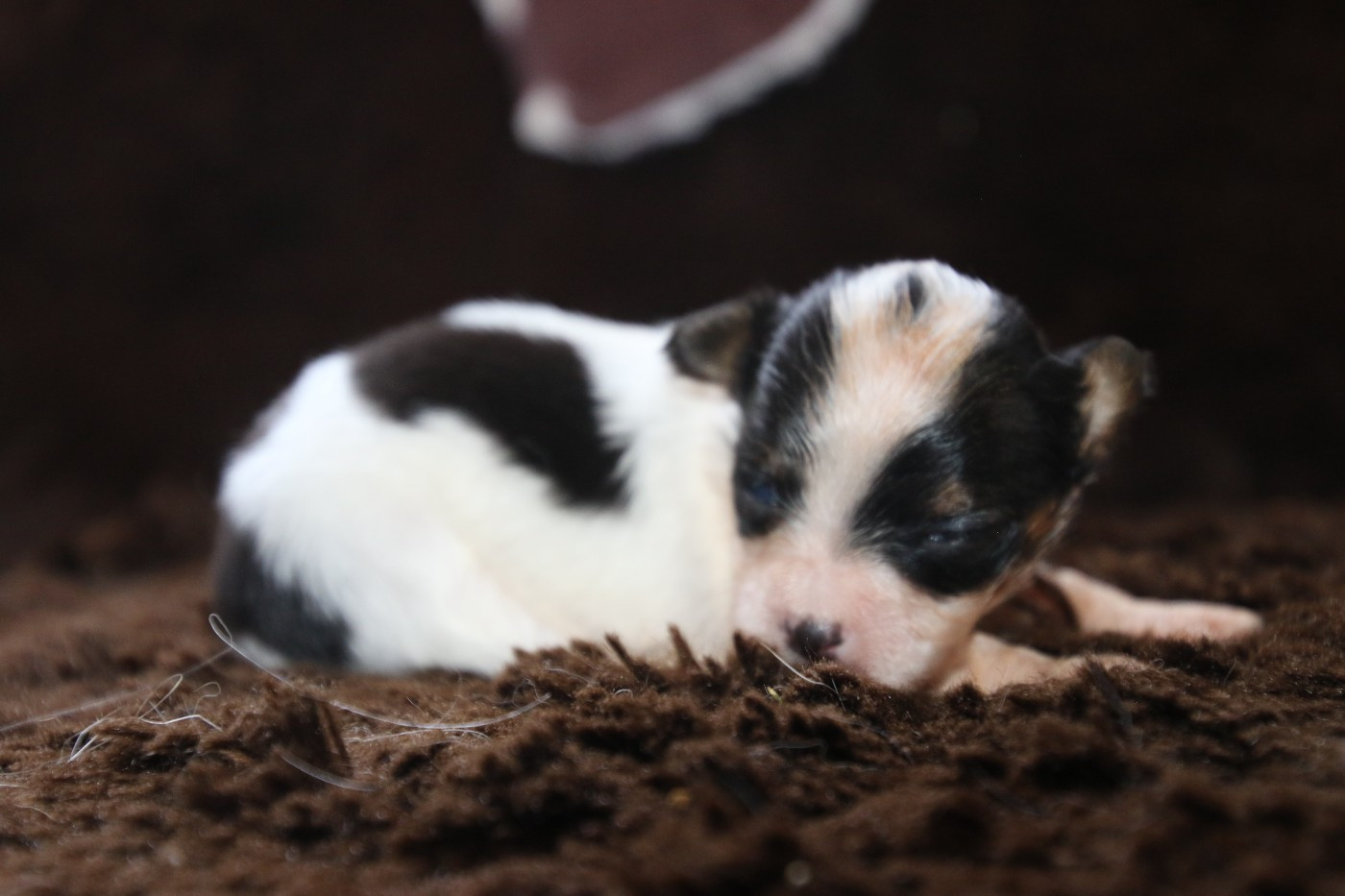 Du Domaine De La Canurie - Chiots disponibles - Epagneul nain Continental (Papillon)