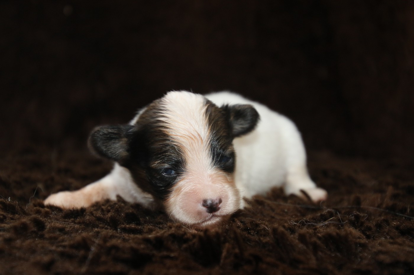 Du Domaine De La Canurie - Chiots disponibles - Epagneul nain Continental (Papillon)