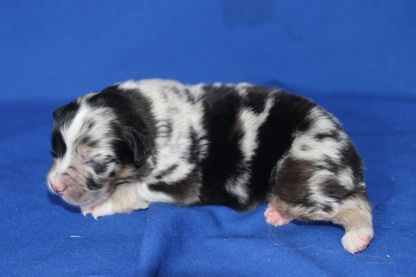 Du Domaine De La Canurie - Chiots disponibles - Berger Australien
