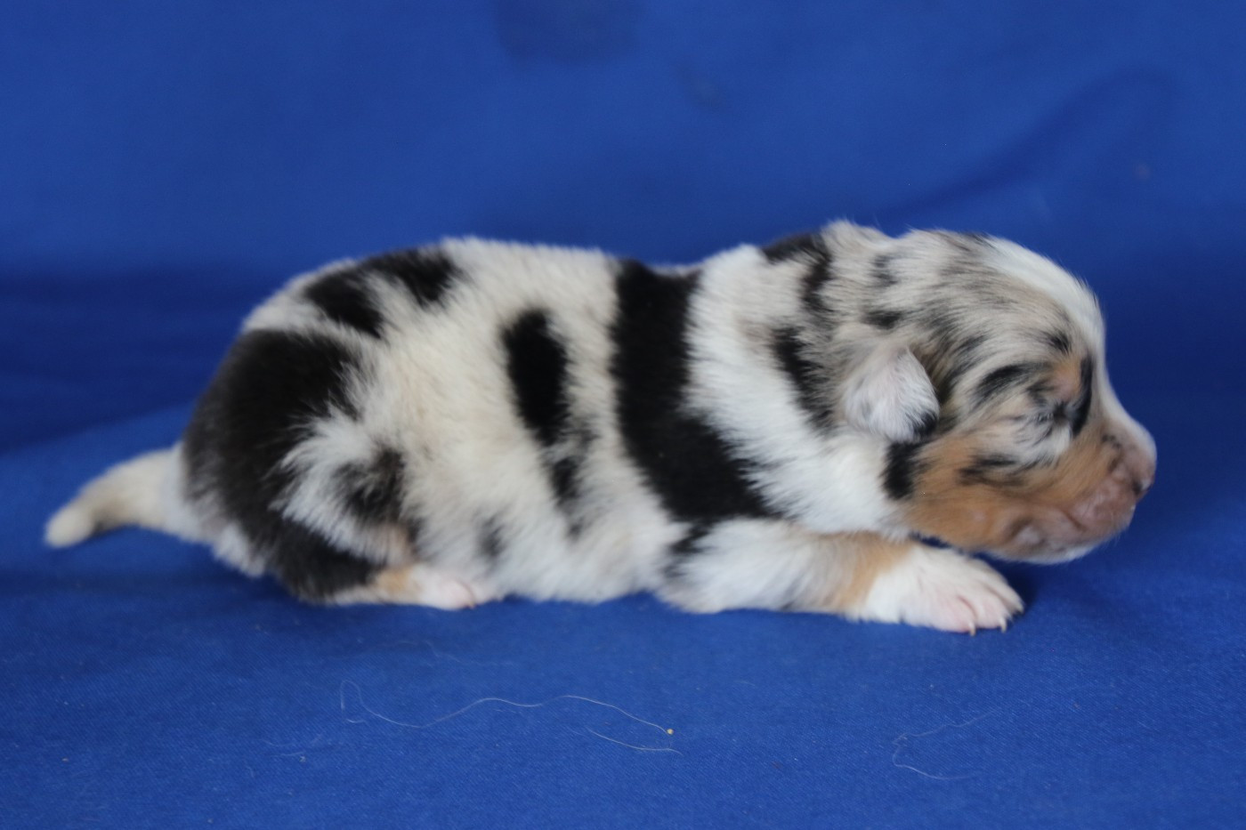Du Domaine De La Canurie - Chiots disponibles - Berger Australien