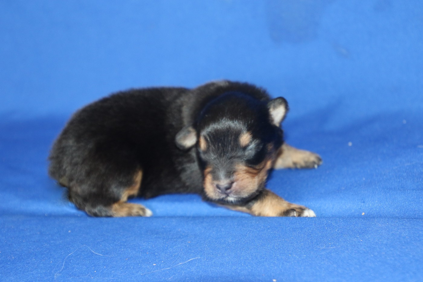 Du Domaine De La Canurie - Chiots disponibles - Berger Australien