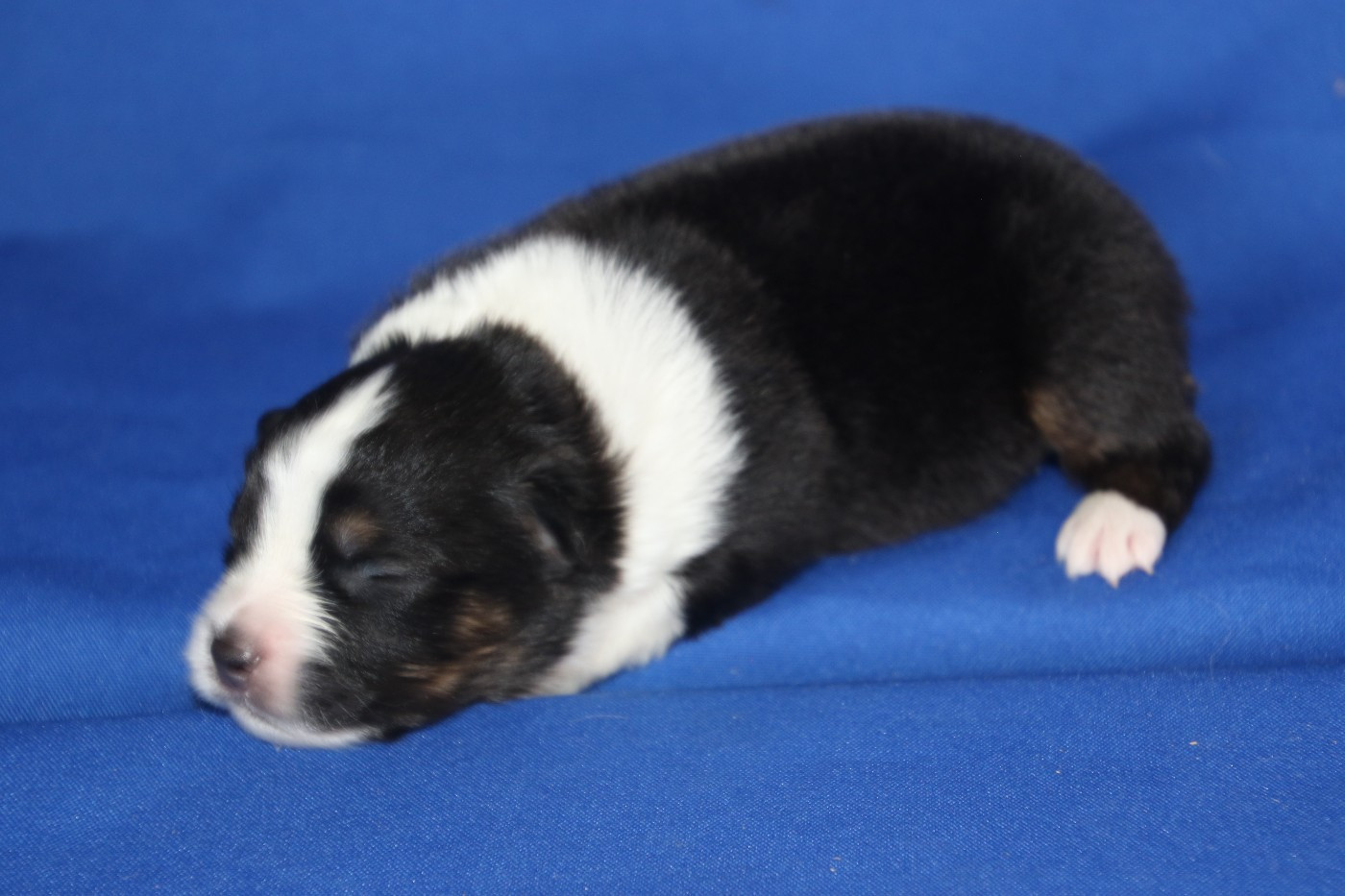 Du Domaine De La Canurie - Chiots disponibles - Berger Australien