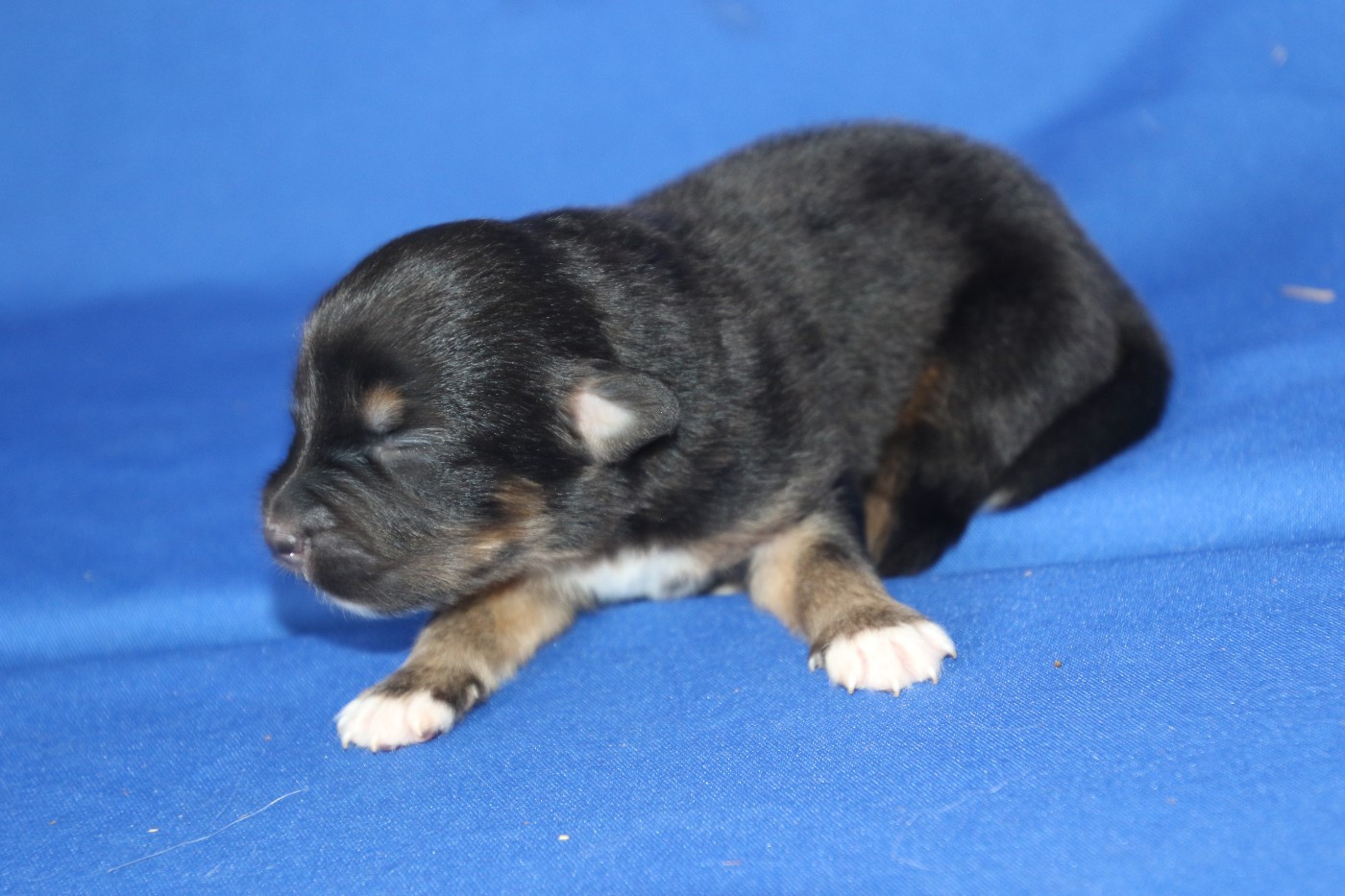 Du Domaine De La Canurie - Chiots disponibles - Berger Australien