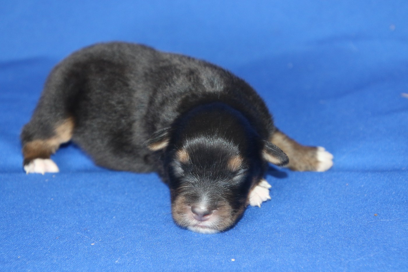 Du Domaine De La Canurie - Chiots disponibles - Berger Australien