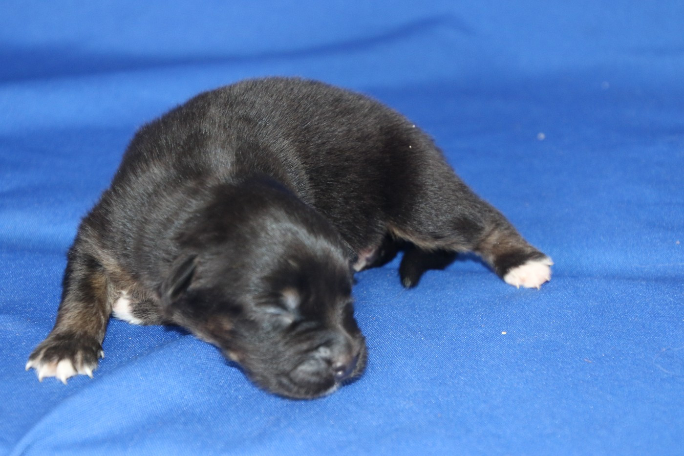 Du Domaine De La Canurie - Chiots disponibles - Berger Australien