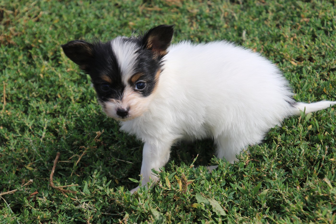 Du Domaine De La Canurie - Chiots disponibles - Epagneul nain Continental (Papillon)