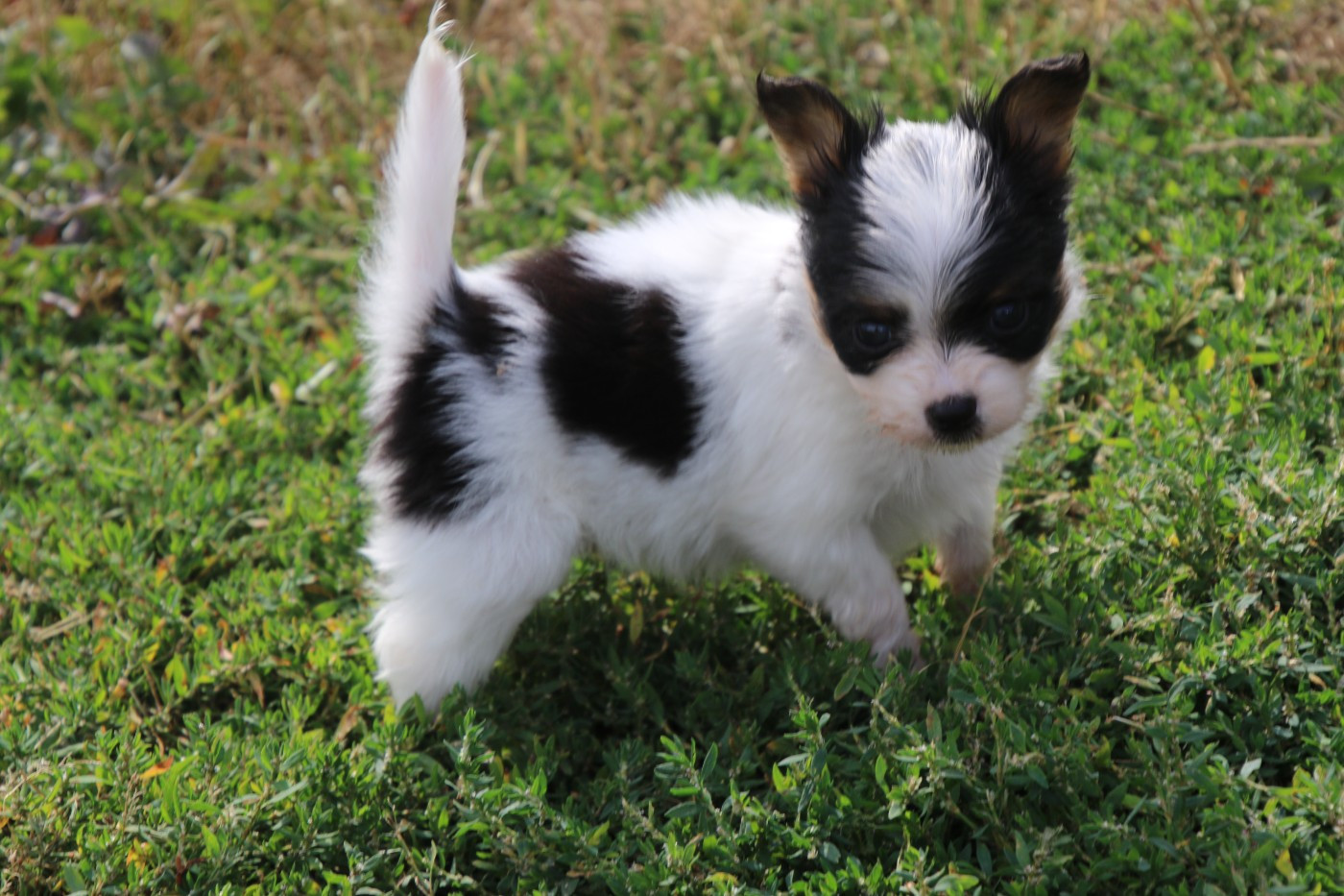 Du Domaine De La Canurie - Chiots disponibles - Epagneul nain Continental (Papillon)