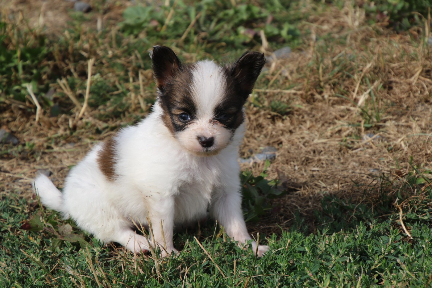 Du Domaine De La Canurie - Chiots disponibles - Epagneul nain Continental (Papillon)