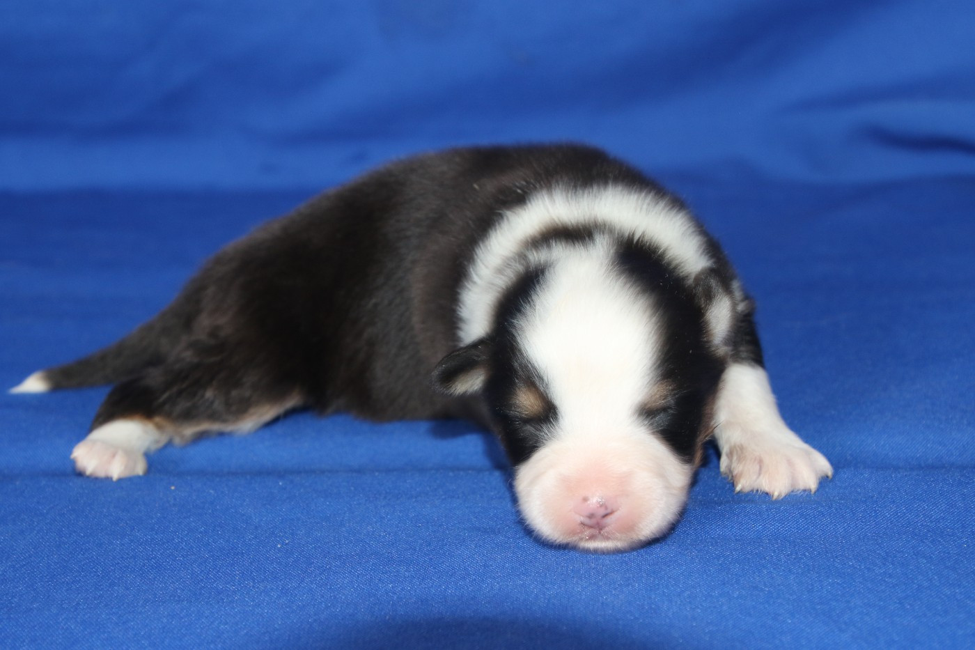 Du Domaine De La Canurie - Chiots disponibles - Berger Australien