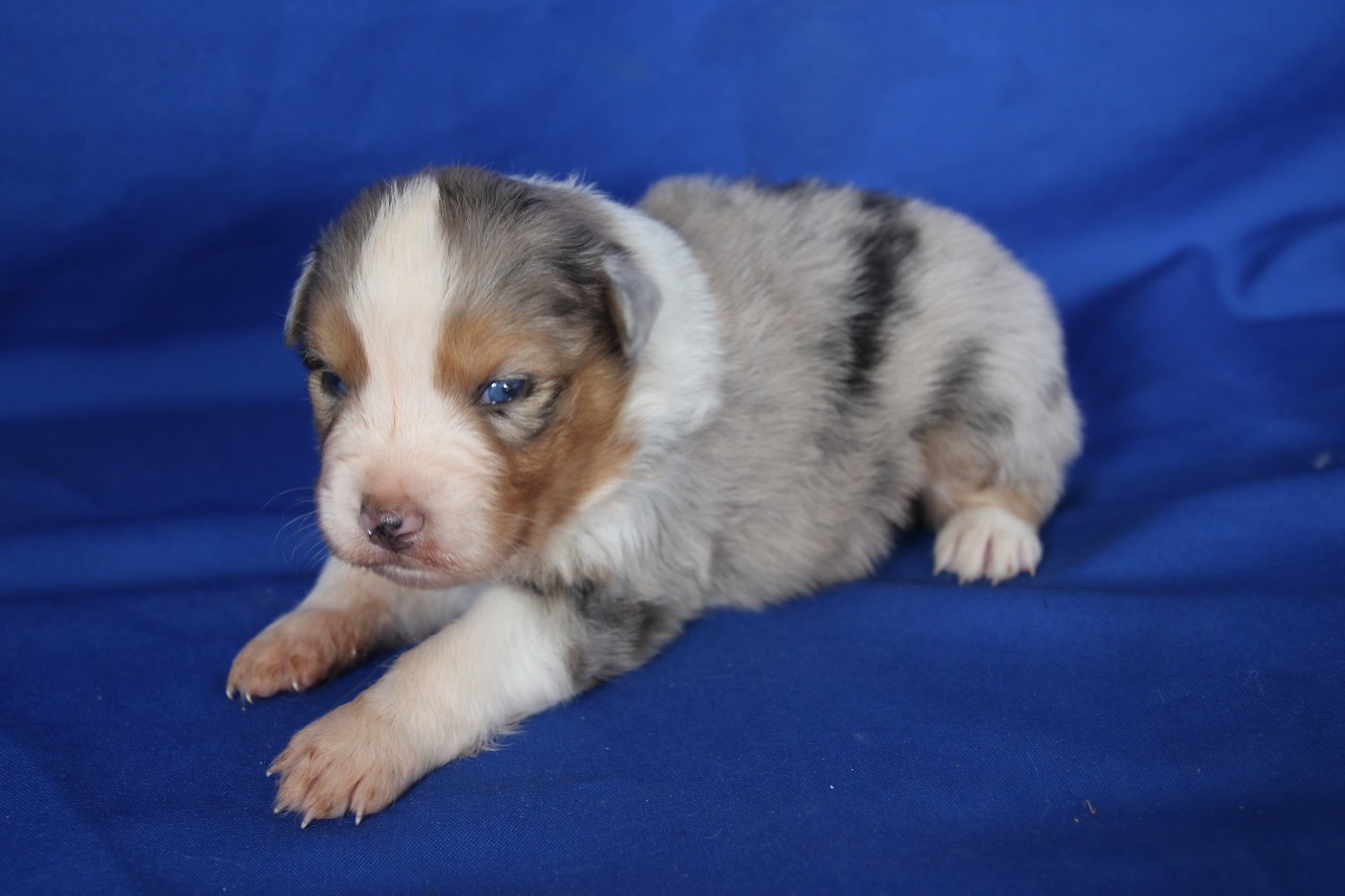 Du Domaine De La Canurie - Chiots disponibles - Berger Australien