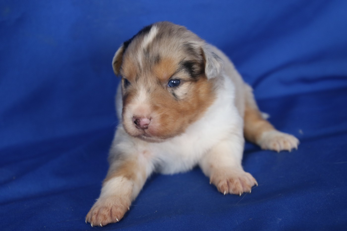 Du Domaine De La Canurie - Chiots disponibles - Berger Australien
