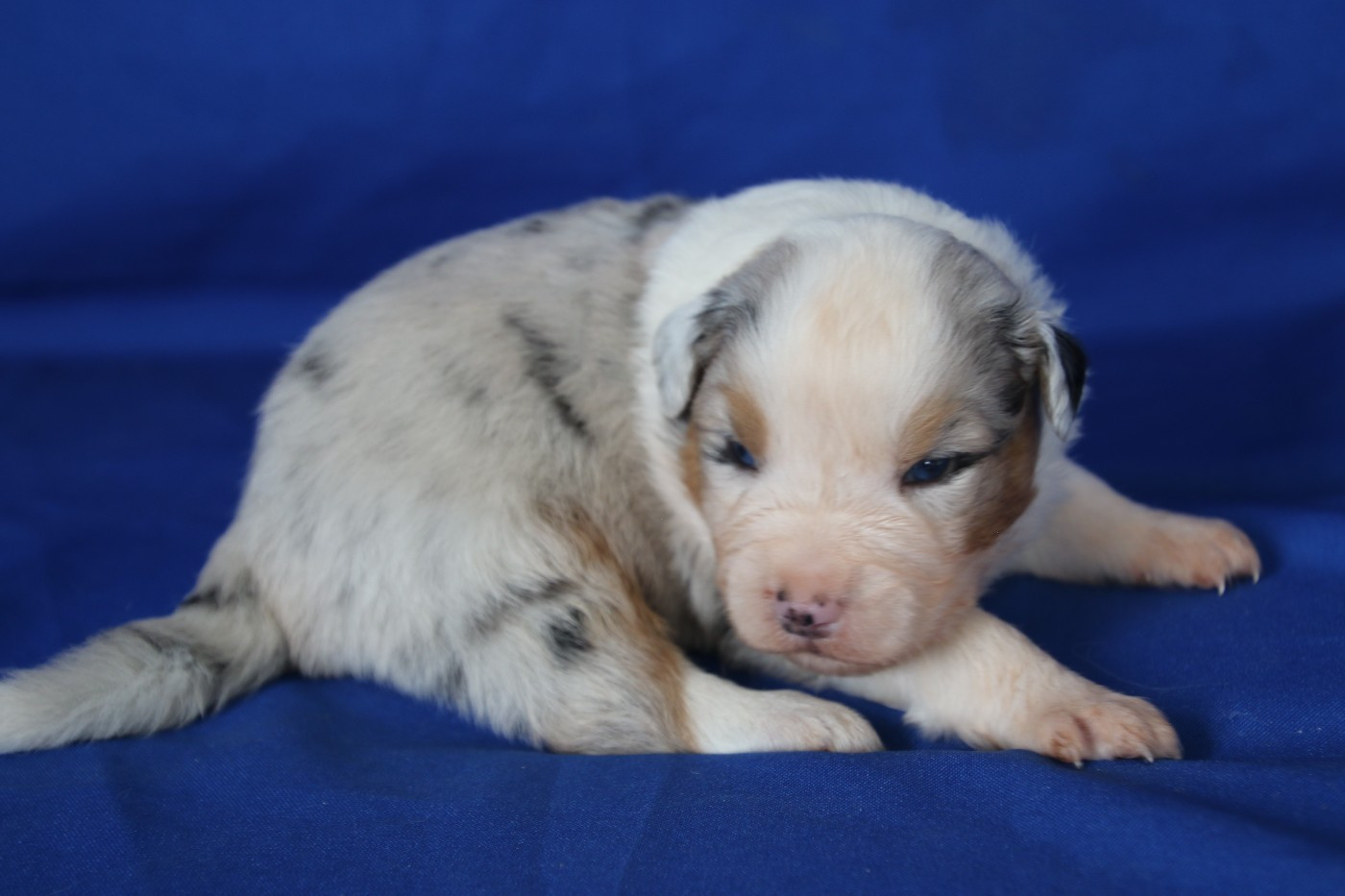 Du Domaine De La Canurie - Chiots disponibles - Berger Australien