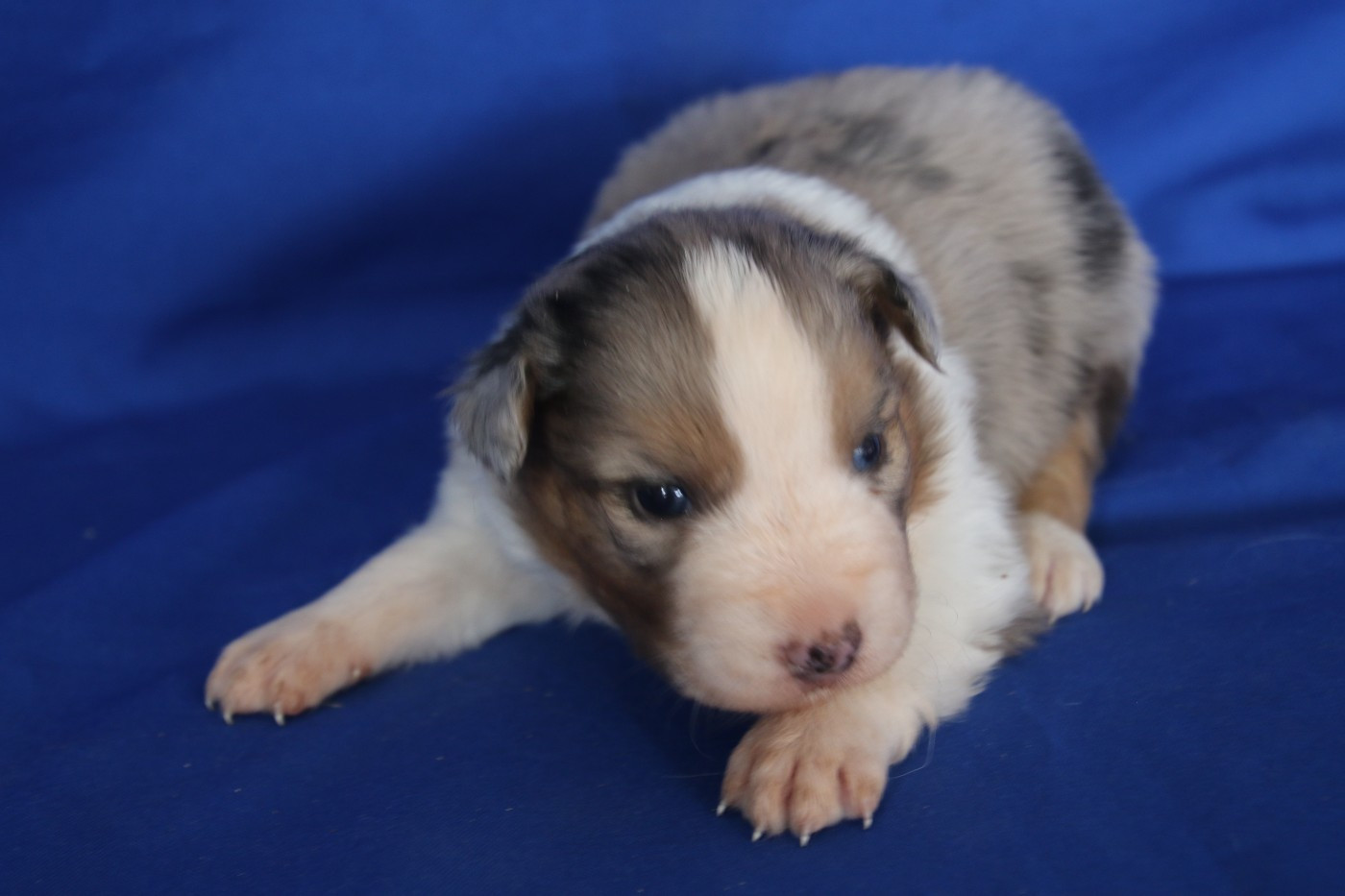 Du Domaine De La Canurie - Chiots disponibles - Berger Australien
