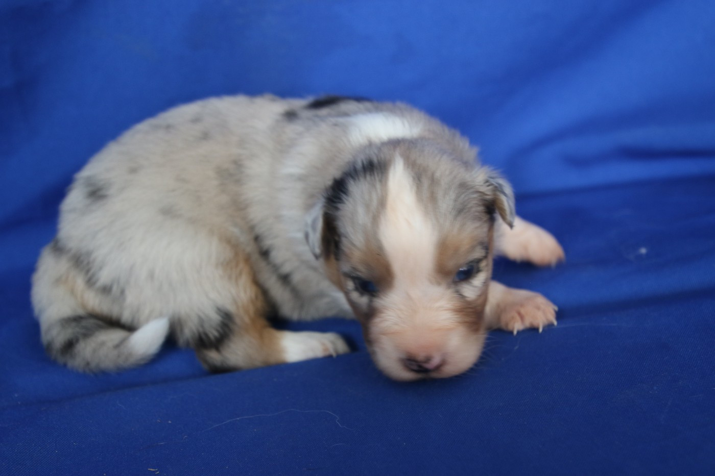 Du Domaine De La Canurie - Chiots disponibles - Berger Australien