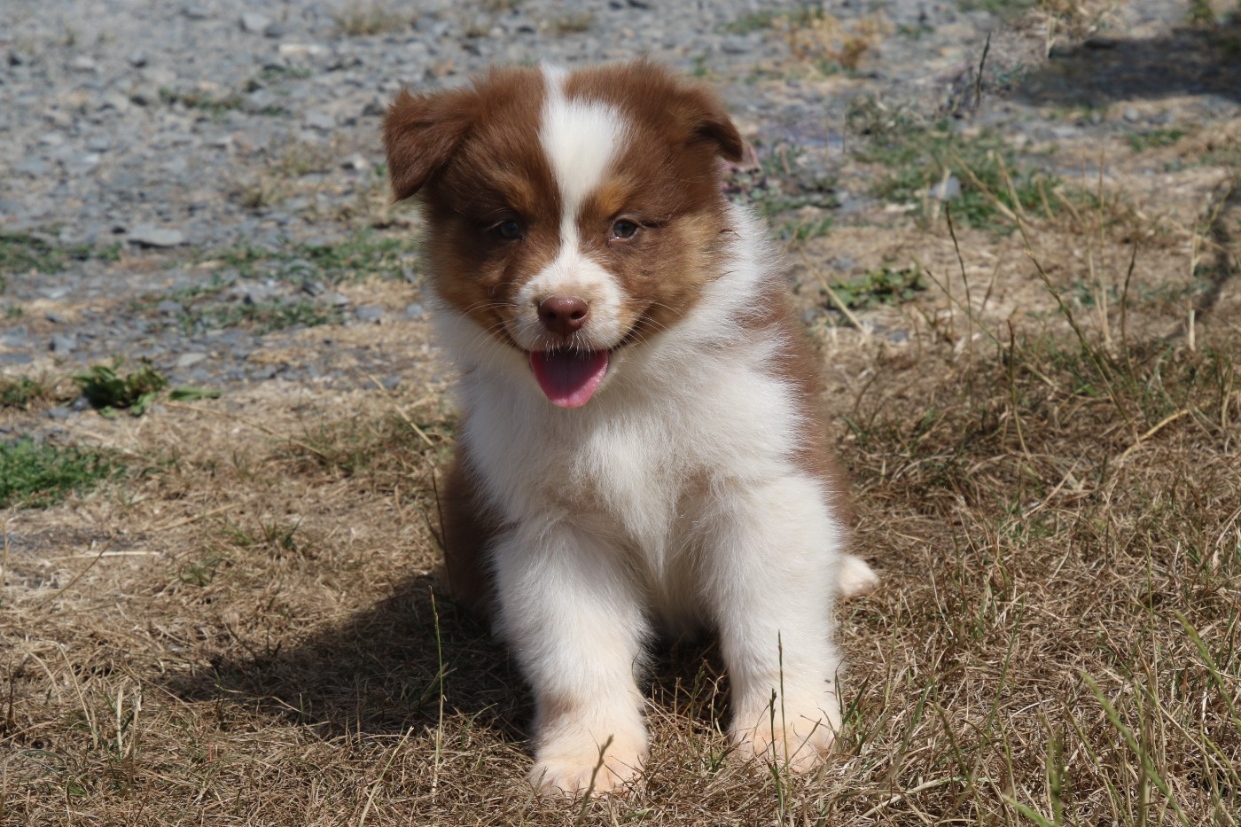 Du Domaine De La Canurie - Chiots disponibles - Berger Australien