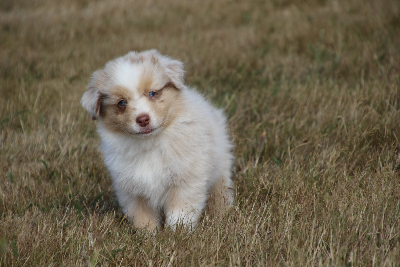 Du Domaine De La Canurie - Chiots disponibles - Berger Australien