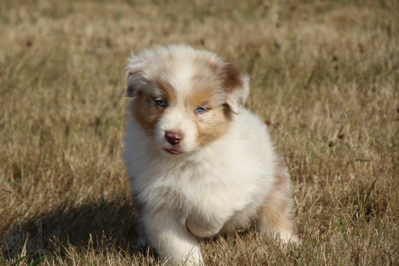 Du Domaine De La Canurie - Chiots disponibles - Berger Australien