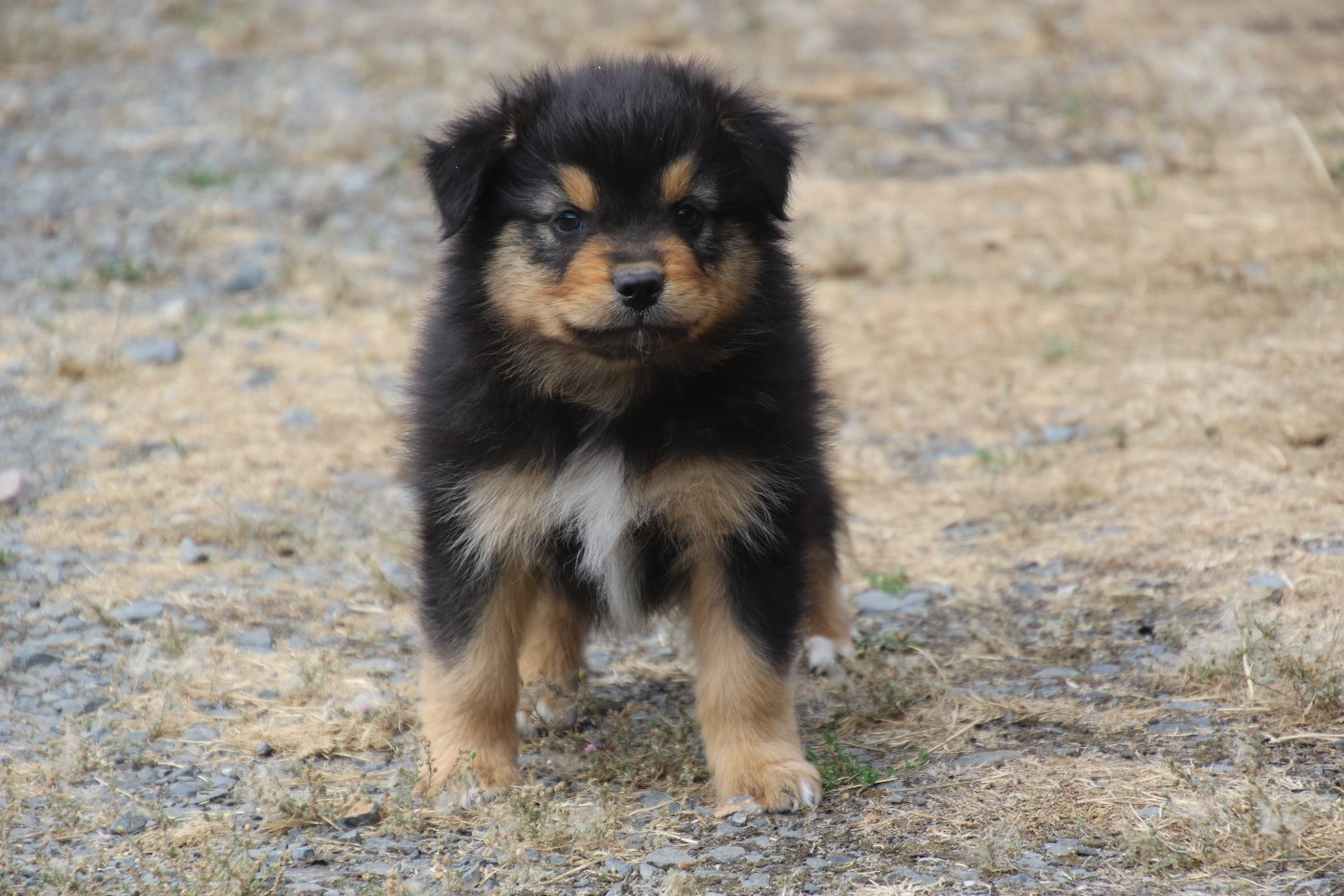 Du Domaine De La Canurie - Chiots disponibles - Berger Australien