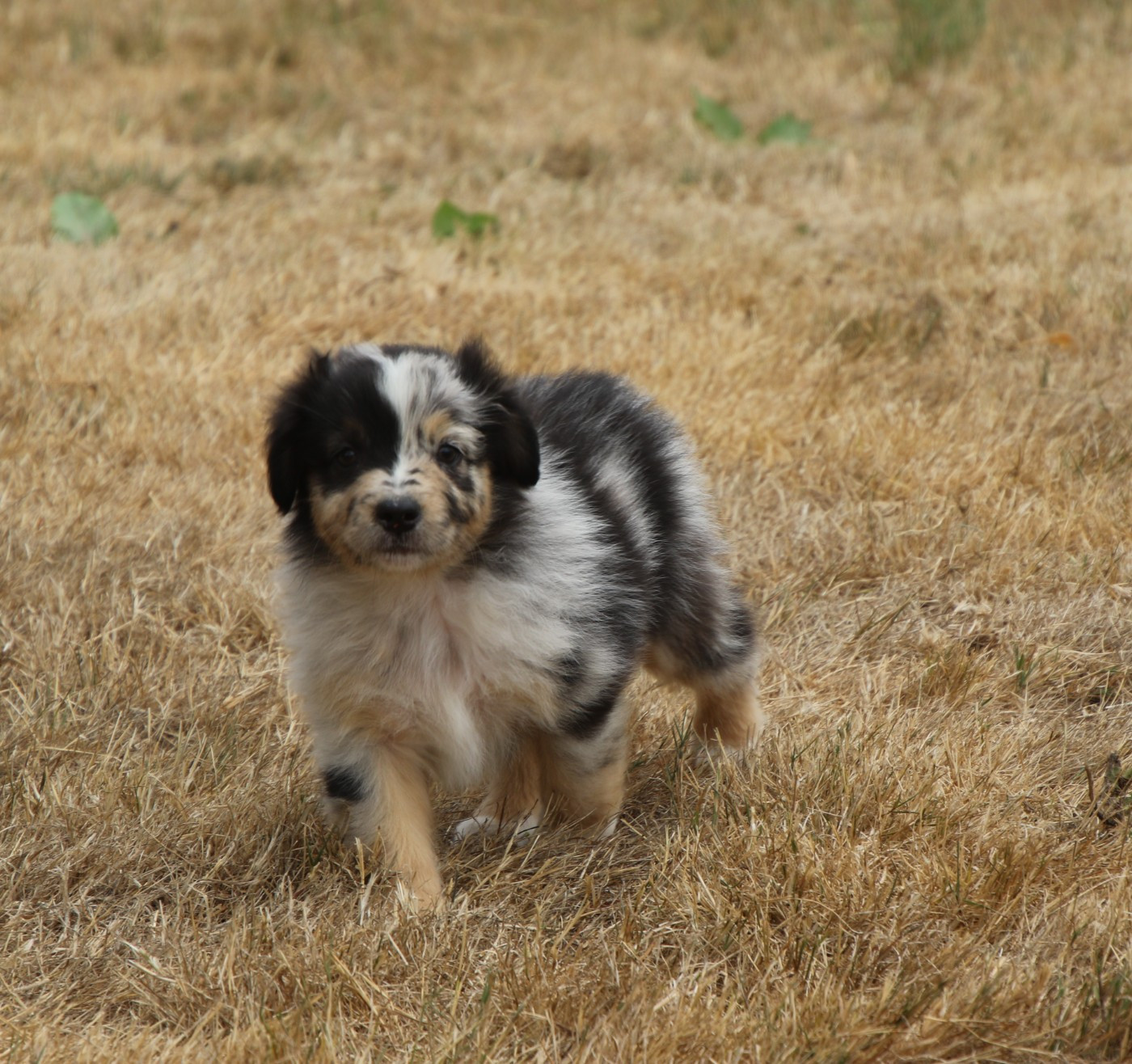 Du Domaine De La Canurie - Chiots disponibles - Berger Australien