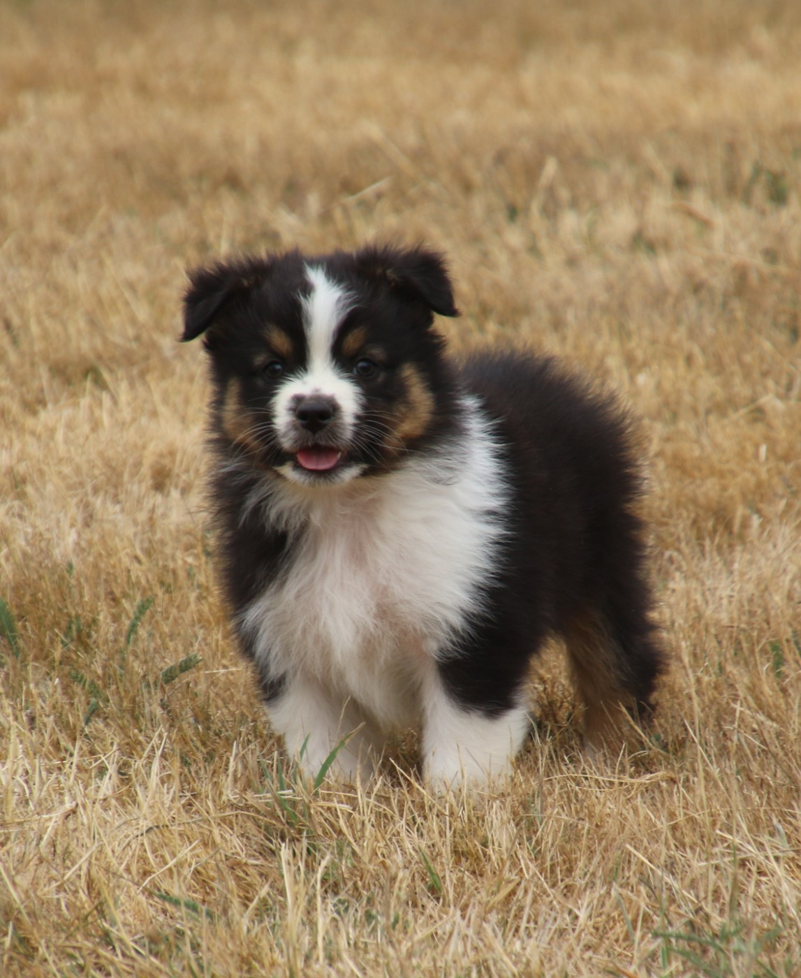 Du Domaine De La Canurie - Chiots disponibles - Berger Australien