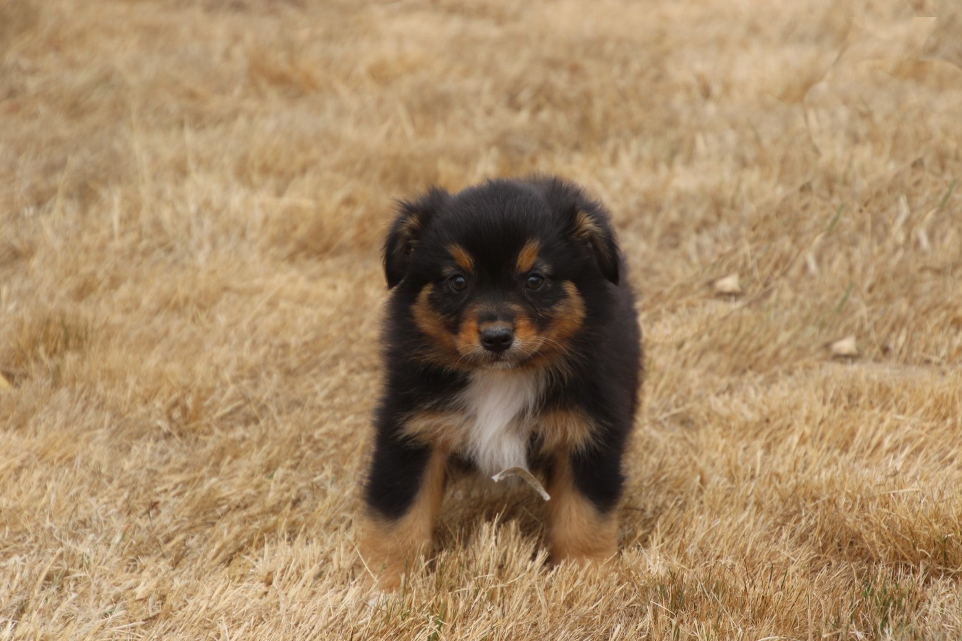 Du Domaine De La Canurie - Chiots disponibles - Berger Australien