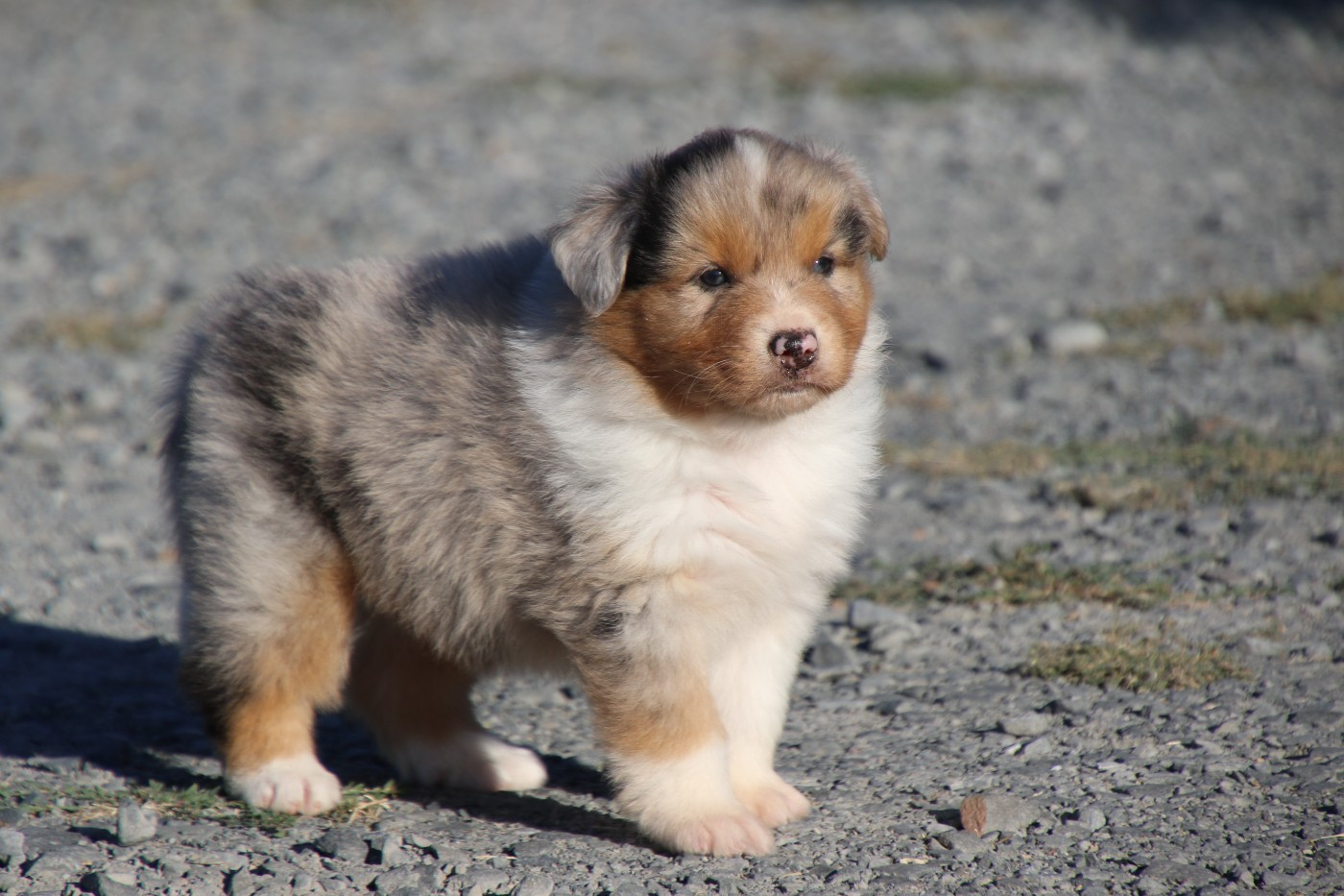 Du Domaine De La Canurie - Chiots disponibles - Berger Australien