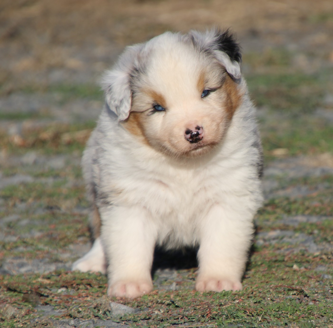 Du Domaine De La Canurie - Chiots disponibles - Berger Australien