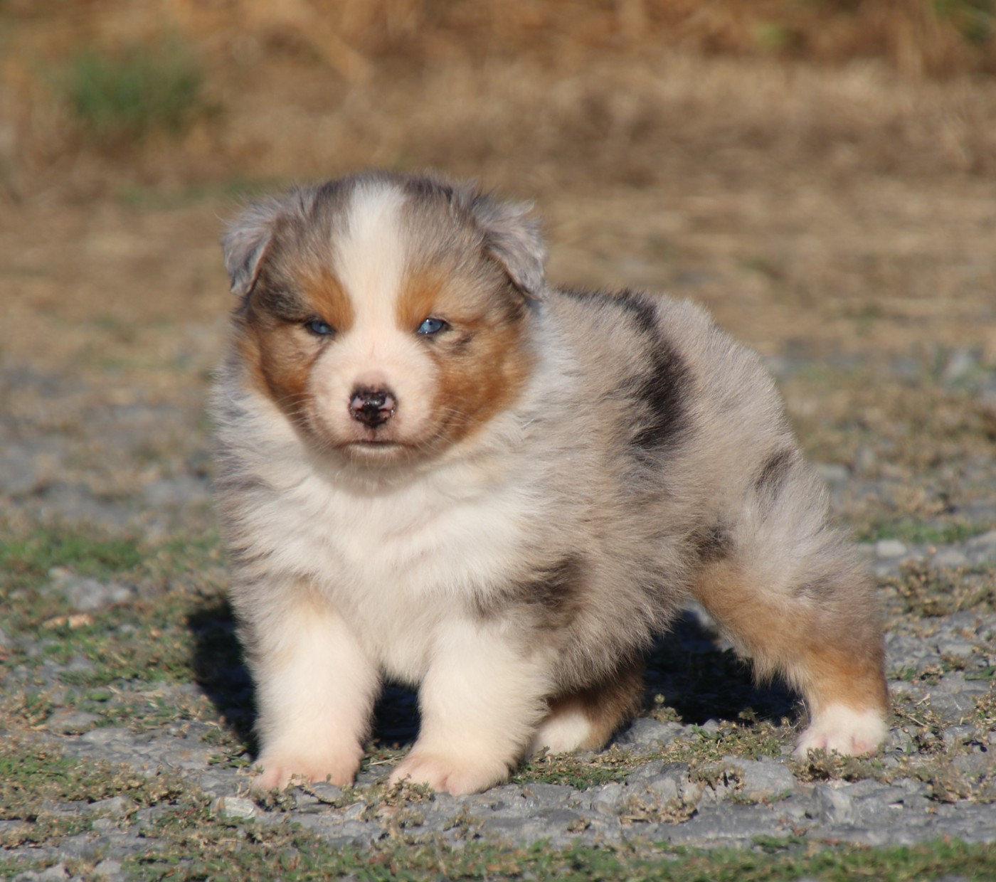 Du Domaine De La Canurie - Chiots disponibles - Berger Australien