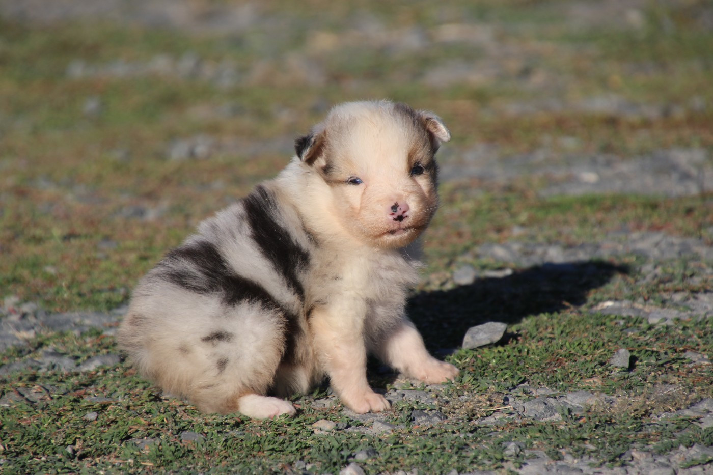 Du Domaine De La Canurie - Chiots disponibles - Berger Australien