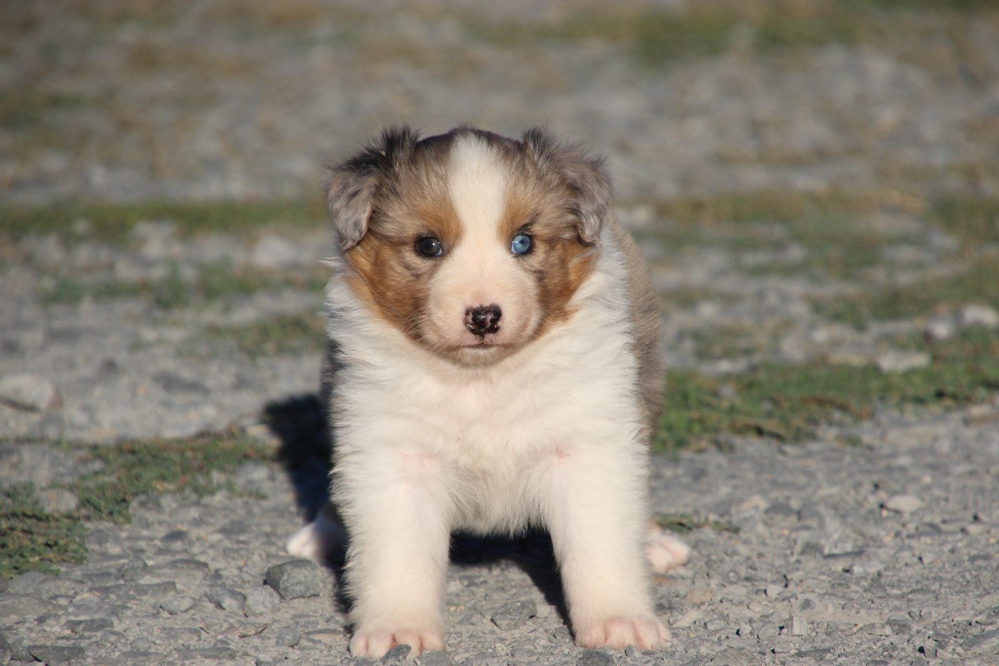 Du Domaine De La Canurie - Chiots disponibles - Berger Australien