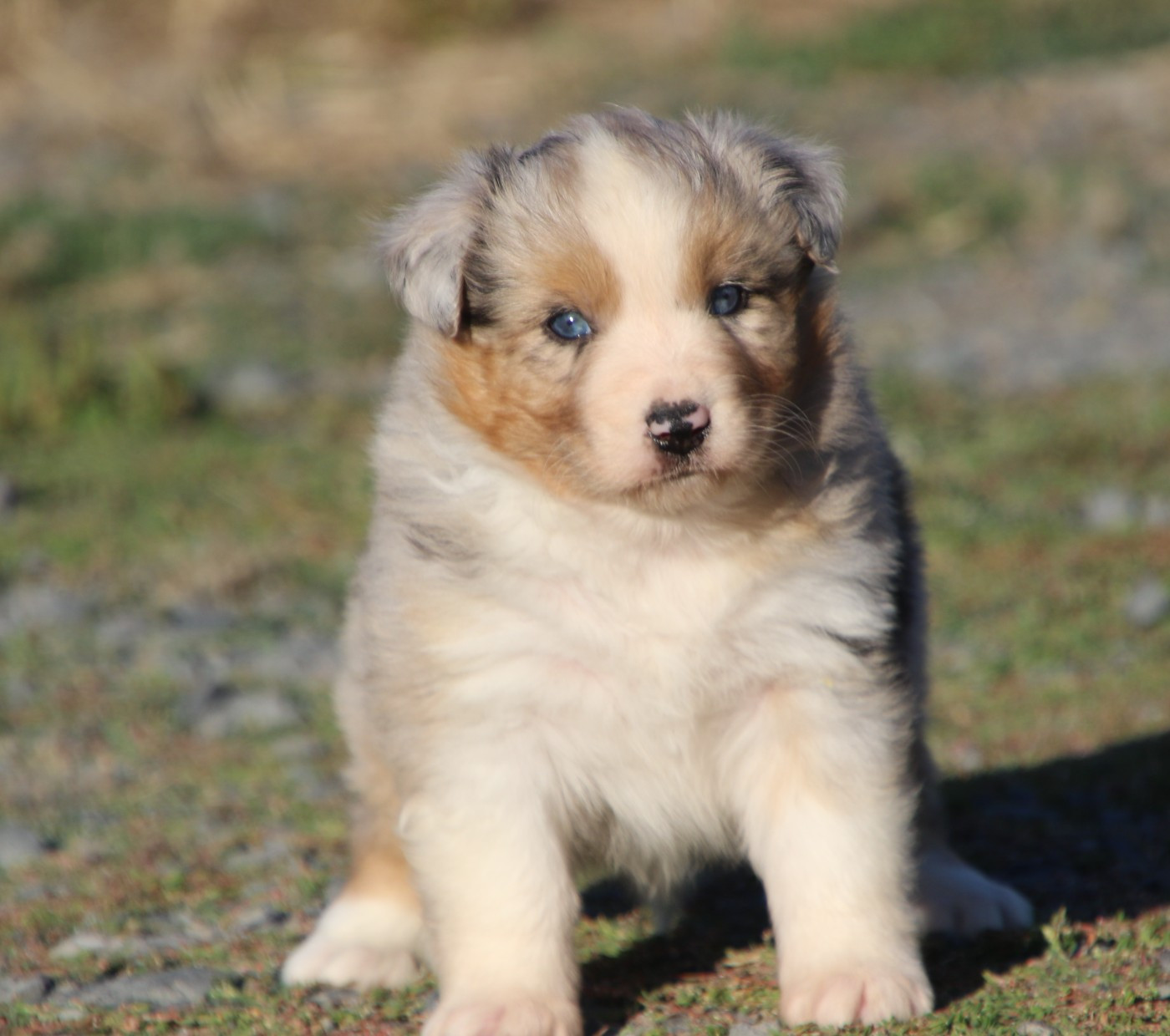 Du Domaine De La Canurie - Chiots disponibles - Berger Australien