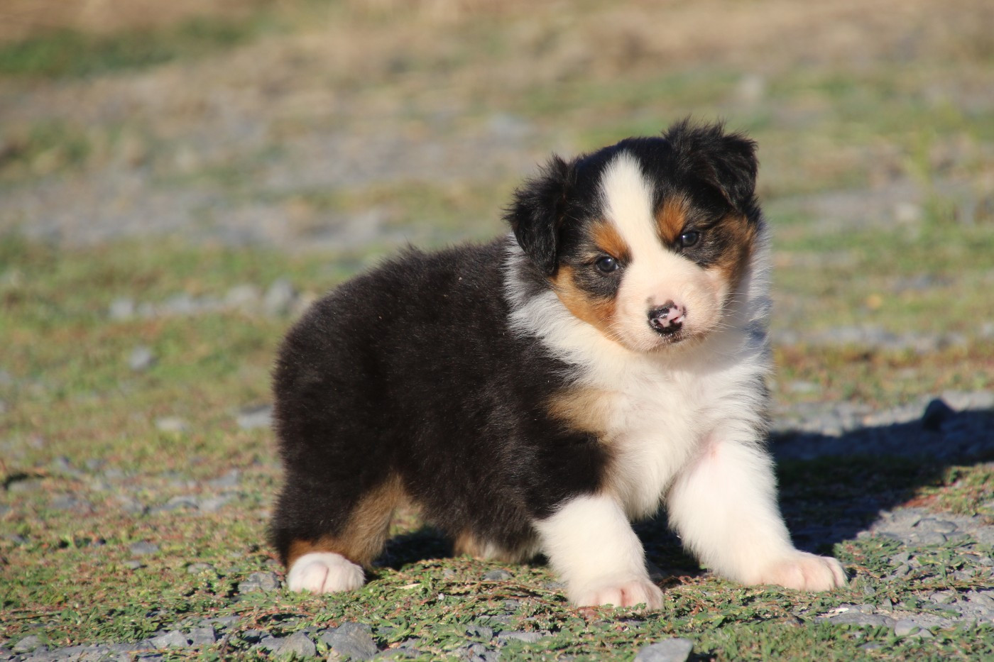 Du Domaine De La Canurie - Chiots disponibles - Berger Australien