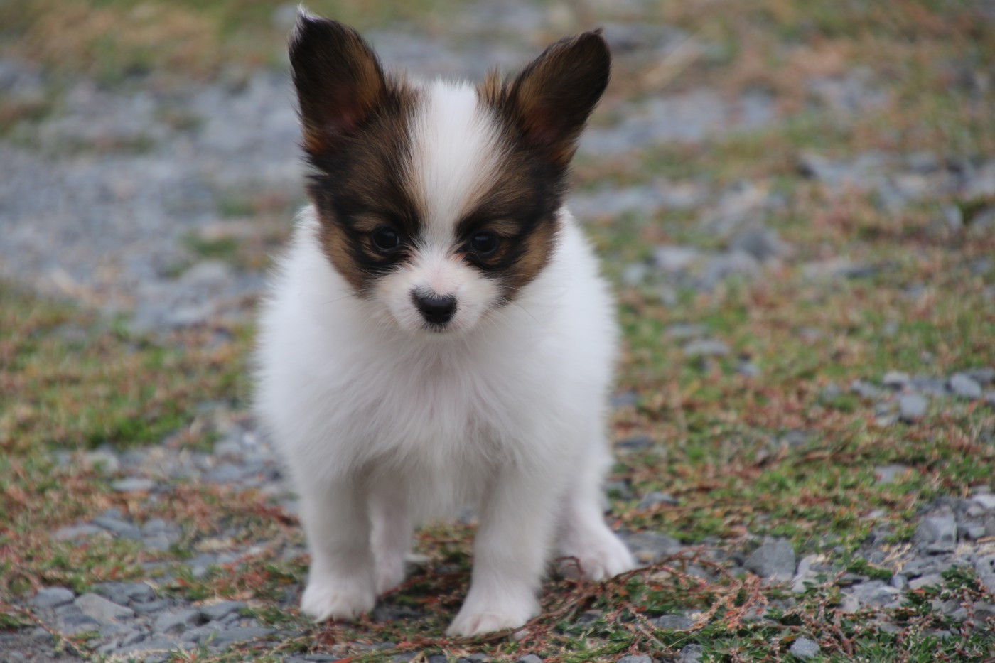 Du Domaine De La Canurie - Chiots disponibles - Epagneul nain Continental (Papillon)
