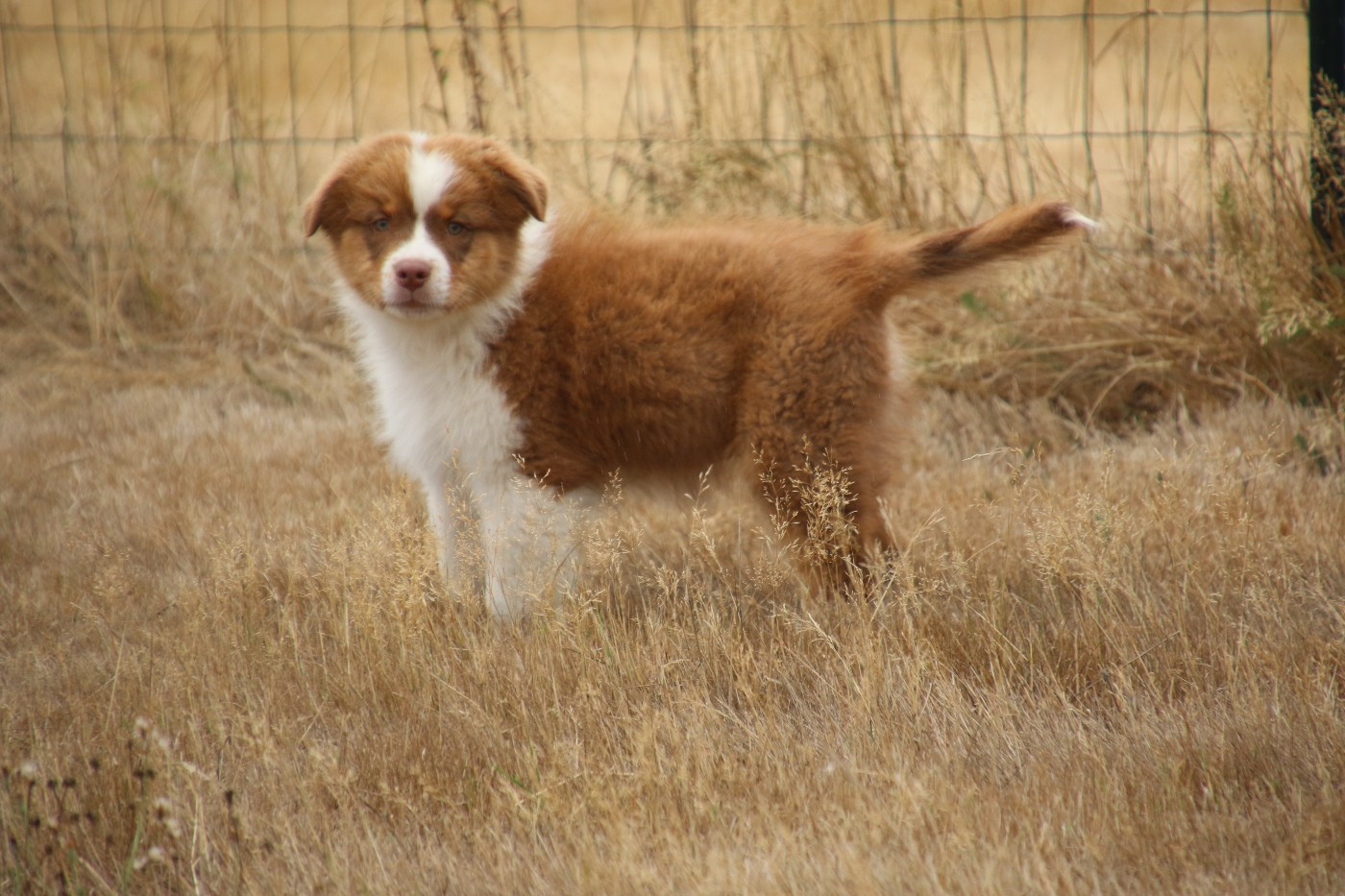 Du Domaine De La Canurie - Chiots disponibles - Berger Australien