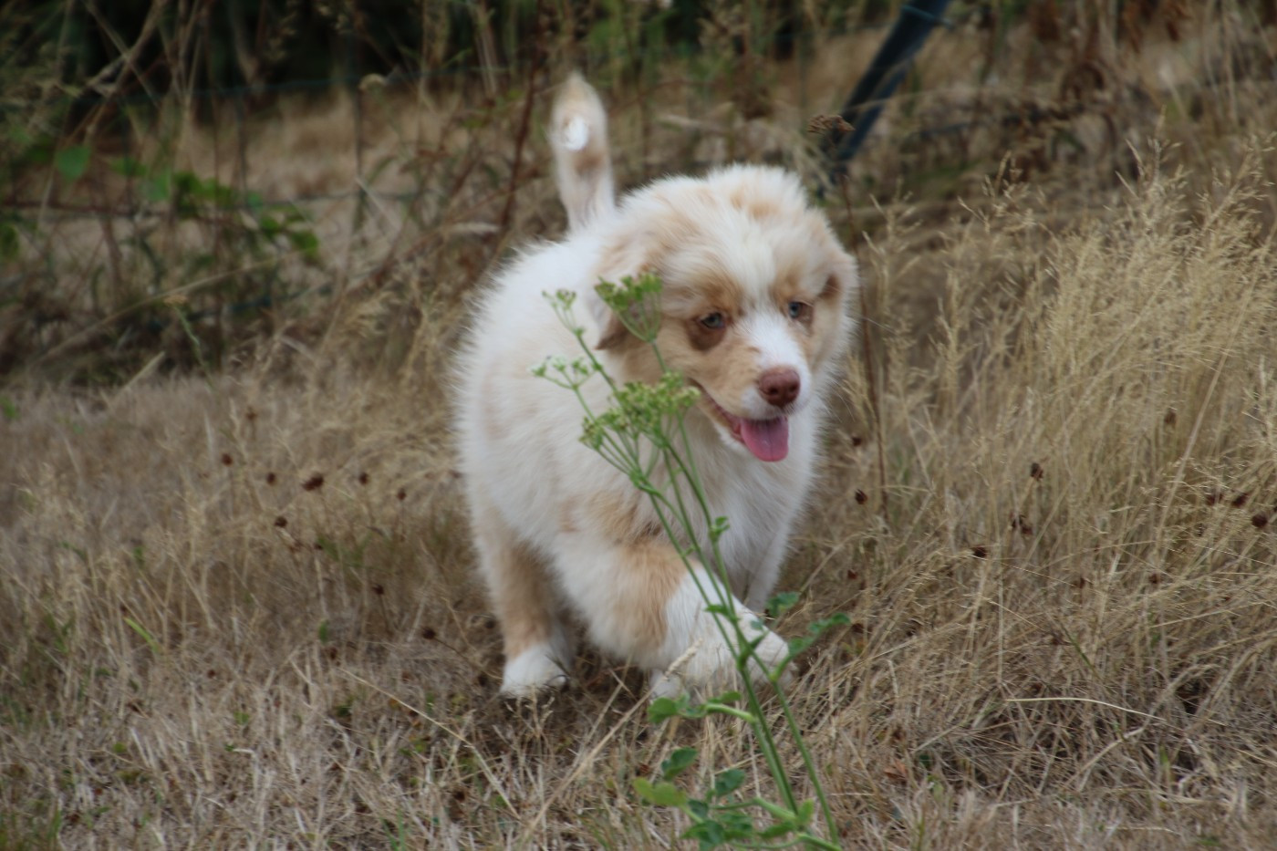 Du Domaine De La Canurie - Chiots disponibles - Berger Australien