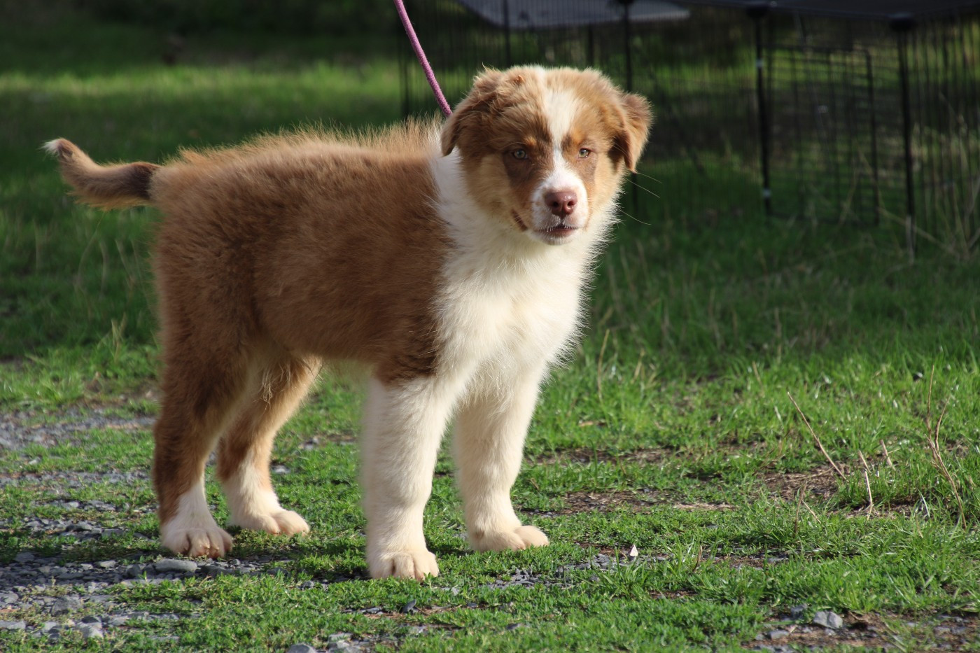 Du Domaine De La Canurie - Chiots disponibles - Berger Australien