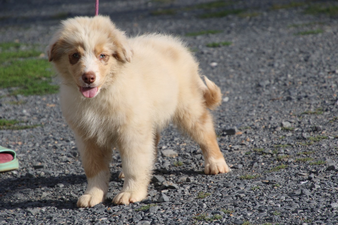 Du Domaine De La Canurie - Chiots disponibles - Berger Australien