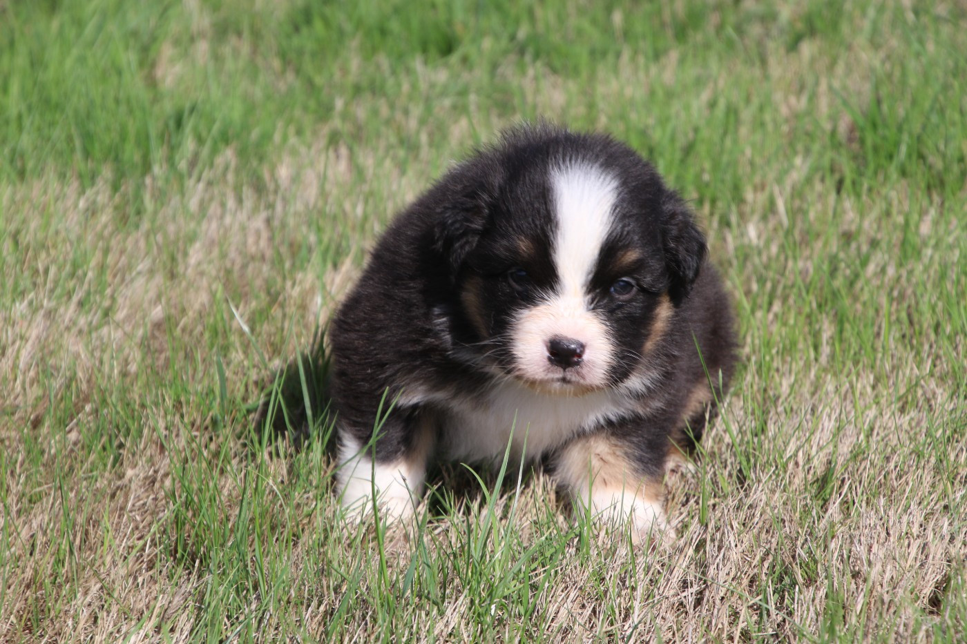 Du Domaine De La Canurie - Chiots disponibles - Berger Australien