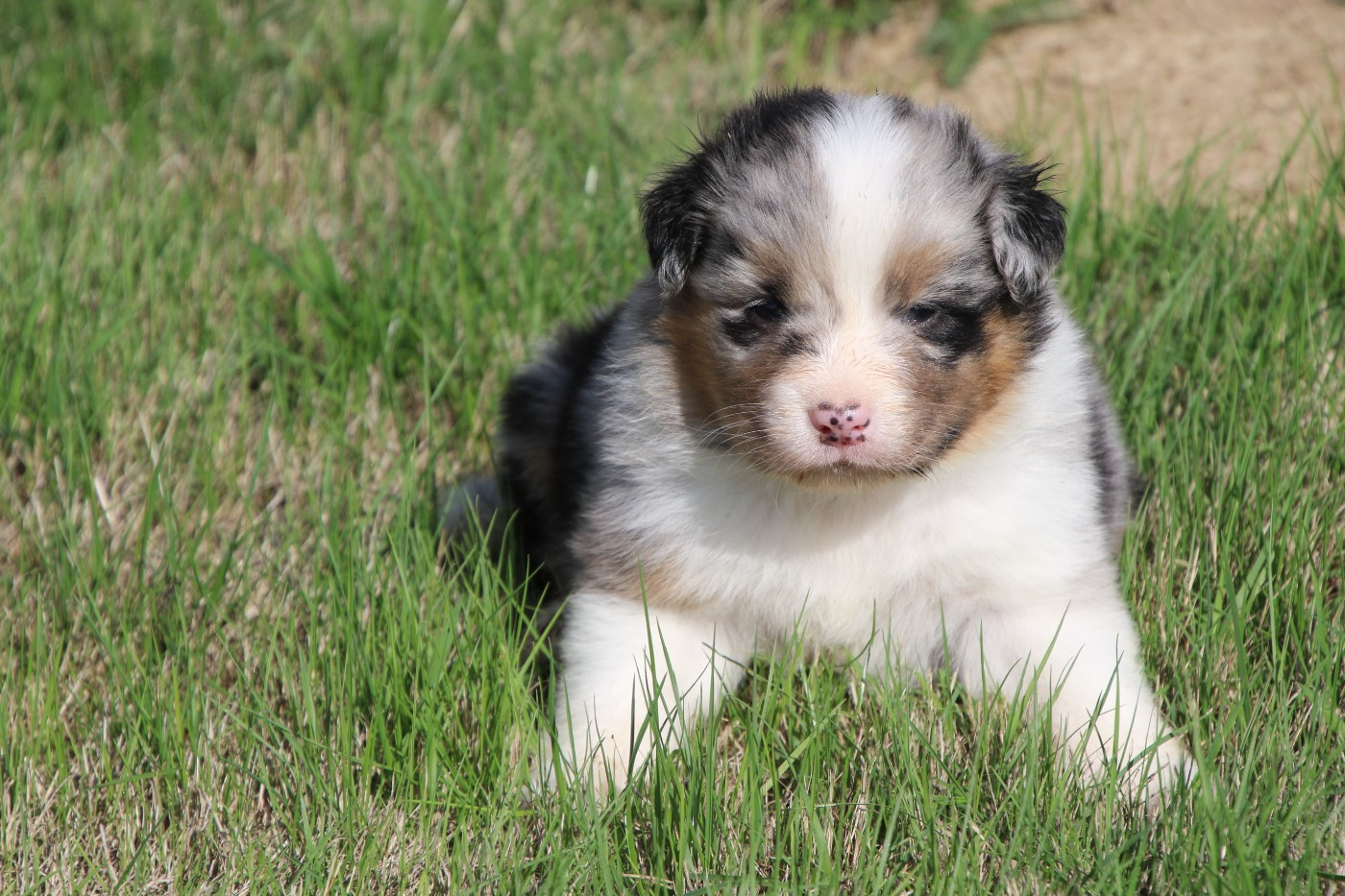 Du Domaine De La Canurie - Chiots disponibles - Berger Australien